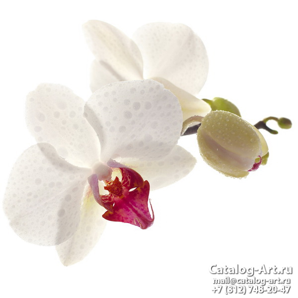 White orchids 17